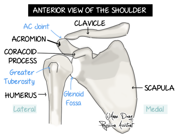 Shoulder - ISM Rehab - Burlington and Hamilton Physiotherapy and Registered Massage Therapy